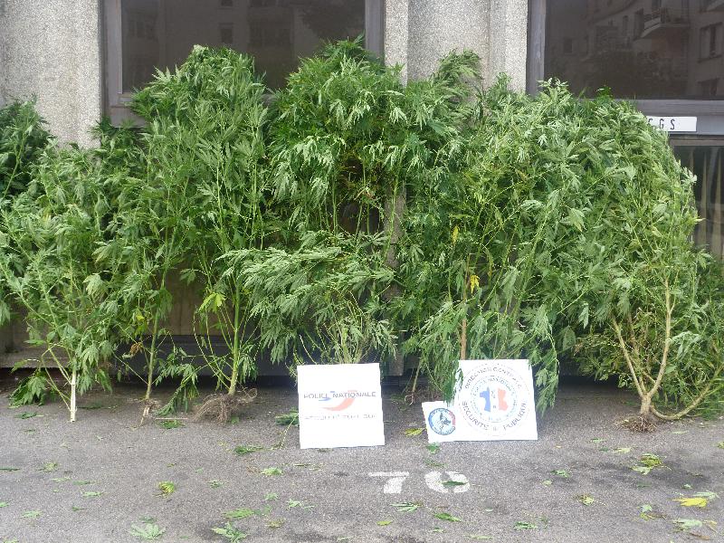 14 plants de cannabis ont été arrachés d'un jardin privé à Petit-Quevilly